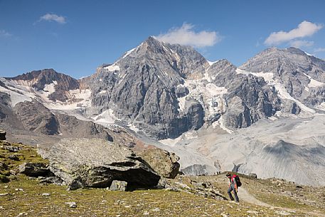 Hiker in the Solda valley and in the background the Gran Zebr peak or Knig Spitze, Stelvio national park, South Tyrol, Italy