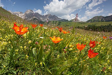 Blossoming of orange lily in the meadows of Passo San Pellegrino, Dolomites, Italy