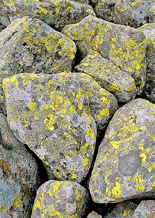 Lichens in the mountain stones, detail