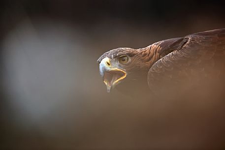 Golden eagle portrait