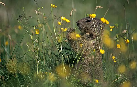 Young marmot in the flowering meadow