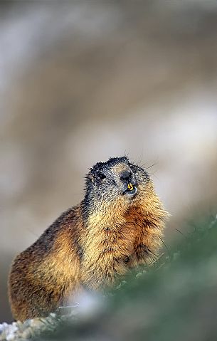Alpine marmot portrait