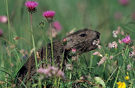 Young marmot in the flowering meadow