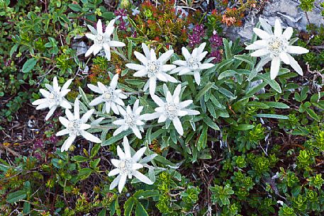 Edelweiss flowering