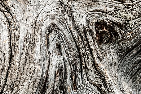 Detail of the trunk of an old larch