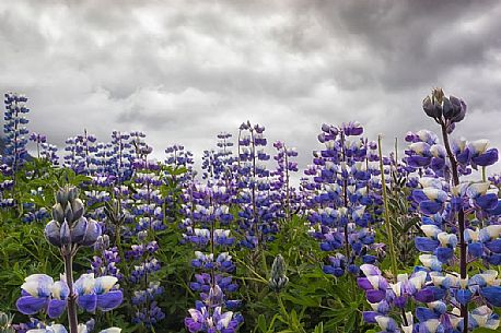 Beautiful landscape lupine field, Skaftafell National Park, Iceland Beautiful landscape lupine field, Skaftafell National Park, Iceland