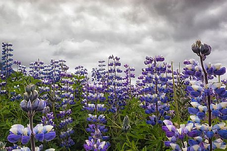 Beautiful landscape lupine field, Skaftafell National Park, Iceland