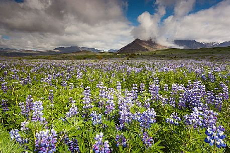 Beautiful landscape lupine field, Skaftafell National Park, Iceland