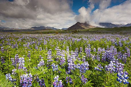 Beautiful landscape lupine field, Skaftafell National Park, Iceland Beautiful landscape lupine field, Skaftafell National Park, Iceland