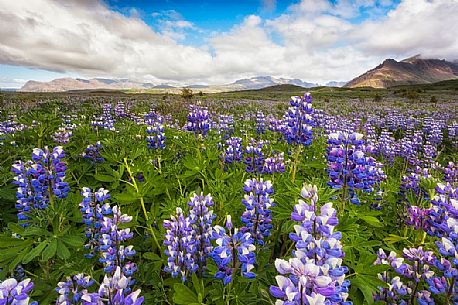 Beautiful landscape lupine field, Skaftafell National Park, Iceland