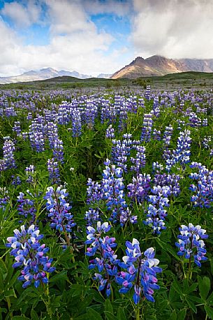 Beautiful landscape lupine field, Skaftafell National Park, Iceland