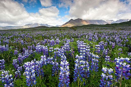 Beautiful landscape lupine field, Skaftafell National Park, Iceland