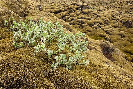 Moss in lava field, a typical icelandic landscape, Iceland