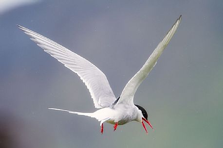  Arctic tern (Sterna paradisaea) in flight, Iceland