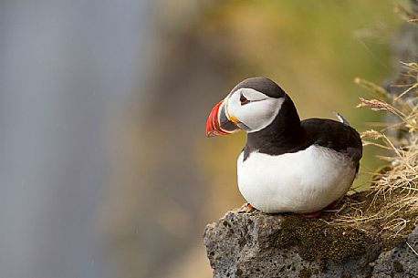 Puffin (Fratercula arctica) resting, Vik i Myrdal, Iceland Puffin (Fratercula arctica) resting, Vik i Myrdal, Iceland