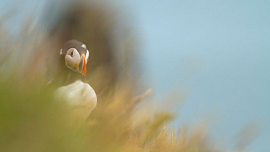 Puffin (Fratercula arctica) resting, Vik i Myrdal, Iceland Puffin (Fratercula arctica) resting, Vik i Myrdal, Iceland