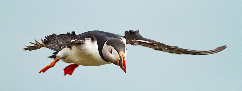 Puffin (Fratercula arctica) in flight, Iceland