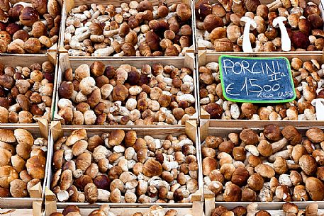 Porcini mushroom stall at Budoia mushroom festival, Friuli Venezia Giulia, Italy