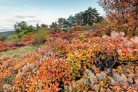 Autumnal landscape of the karst, Gorizia, Italy