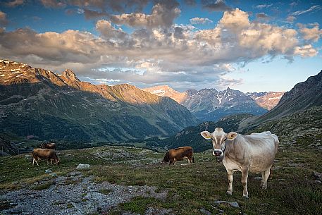 Grazing cows near Bernina Pass, in the background the Italian Alps and Swiss National Park, Pontresina, Engadin, Canton of Grisons, Switzerland
Grazing cows near Bernina Pass, in the background the Italian Alps and Swiss National Park, Pontresina, Engadin, Canton of Grisons, Switzerland