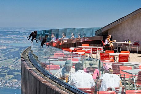 Curious alpine choughs look the tourists are eating on the terrace of the restaurant on Pilatus mountain top, In the background the Lucerne lake, Border Area between the Cantons of Lucerne, Nidwalden and Obwalden, Switzerland, Europe