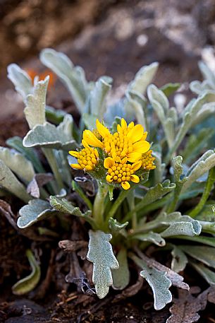 Artemisia glacialis in the Marmolada mountain range, dolomites, Italy, Europe