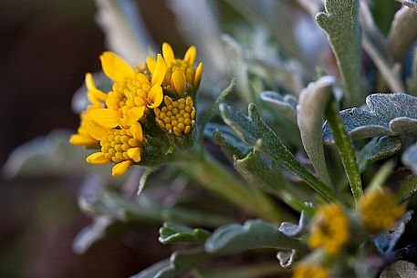 Artemisia glacialis in the Marmolada mountain range, dolomites, Italy, Europe