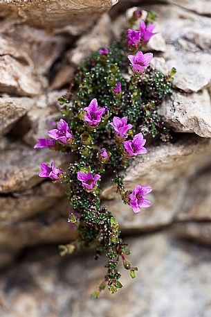 Saxifraga oppositifolia bloom in the Marmolada mountain range, dolomites, Italy, Europe Saxifraga oppositifolia bloom in the Marmolada mountain range, dolomites, Italy, Europe