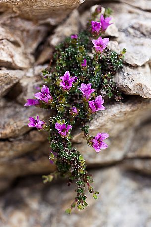 Saxifraga oppositifolia bloom in the Marmolada mountain range, dolomites, Italy, Europe