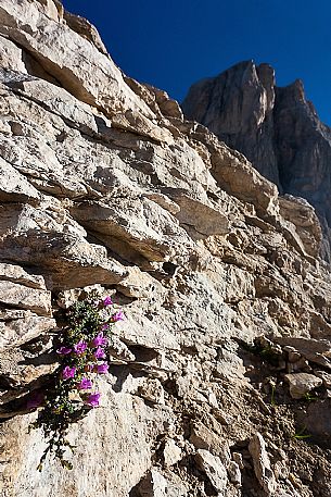 Saxifraga biflora bloom in the Marmolada mountain range, dolomites, Italy, Europe