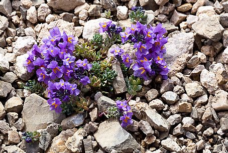 Linaria alpina bloom in the Marmolada mountain range, dolomites, Veneto, Italy, Europe Linaria alpina bloom in the Marmolada mountain range, dolomites, Veneto, Italy, Europe