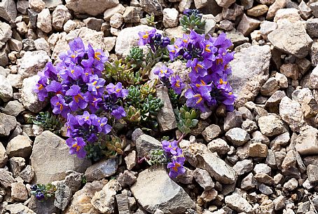 Linaria alpina bloom in the Marmolada mountain range, dolomites, Veneto, Italy, Europe