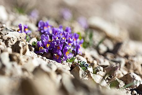 Linaria alpina bloom in the Marmolada mountain range, dolomites, Veneto, Italy, Europe