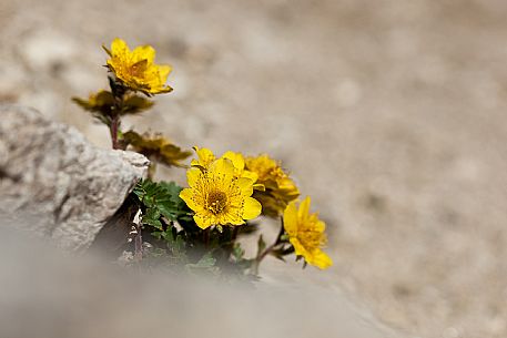 Ranunculus montanus, Mountain Buttercup in the Marmolada mountain group, dolomites, Italy, Europe Ranunculus montanus, Mountain Buttercup in the Marmolada mountain group, dolomites, Italy, Europe