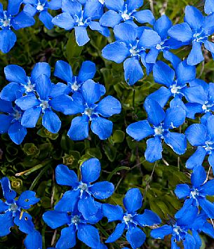 Blue Gentiana verna in the Marmolada mountain range, dolomites, Veneto, Italy, Europe