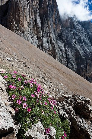 Potentilla Nitida in the scree of Marmolada mountain, Ombretta pass, dolomites, Veneto, Italy, Europe
