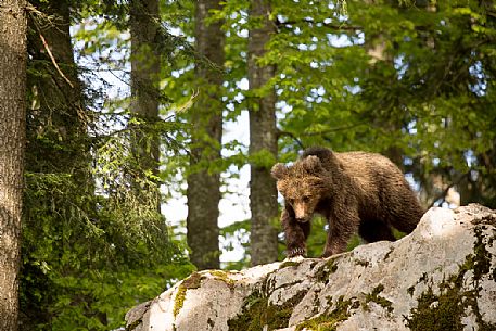 Portrait of young brown bear in the slovenian forest, Slovenia, Europe