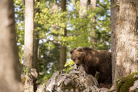 Portrait of young brown bear in the slovenian forest, Slovenia, Europe