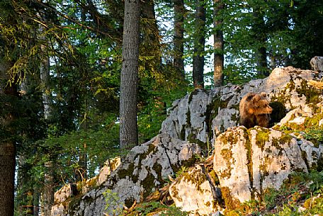 Portrait of young brown bear in the slovenian forest, Slovenia, Europe Portrait of young brown bear in the slovenian forest, Slovenia, Europe