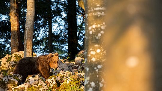 Portrait of young brown bear in the slovenian forest, Slovenia, Europe