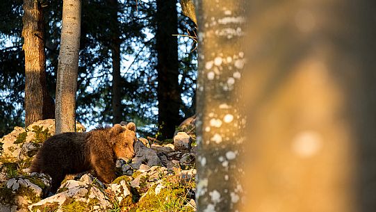 Portrait of young brown bear in the slovenian forest, Slovenia, Europe Portrait of young brown bear in the slovenian forest, Slovenia, Europe