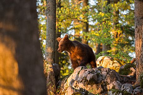 Portrait of young brown bear in the slovenian forest, Slovenia, Europe