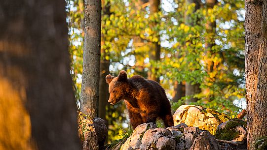 Portrait of young brown bear in the slovenian forest, Slovenia, Europe Portrait of young brown bear in the slovenian forest, Slovenia, Europe