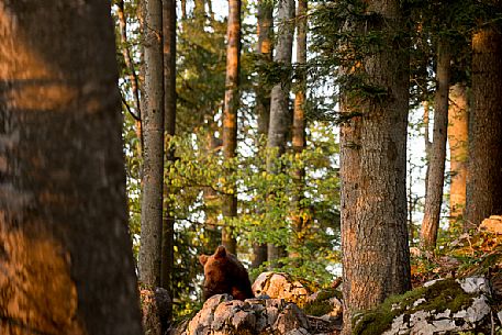 Portrait of young brown bear in the slovenian forest, Slovenia, Europe