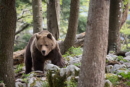Portrait of brown bear in the slovenian forest, Slovenia, Europe Portrait of brown bear in the slovenian forest, Slovenia, Europe