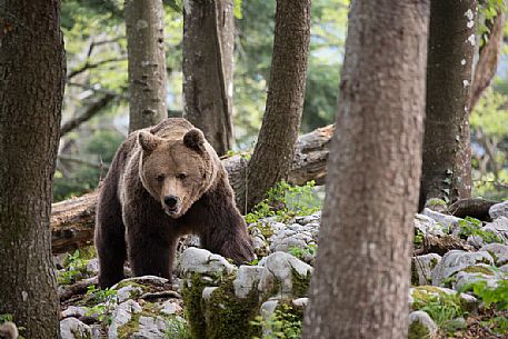 Portrait of brown bear in the slovenian forest, Slovenia, Europe