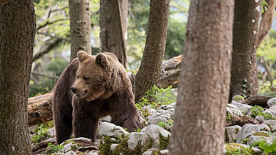 Portrait of brown bear in the slovenian forest, Slovenia, Europe