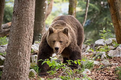 Portrait of brown bear in the slovenian forest, Slovenia, Europe