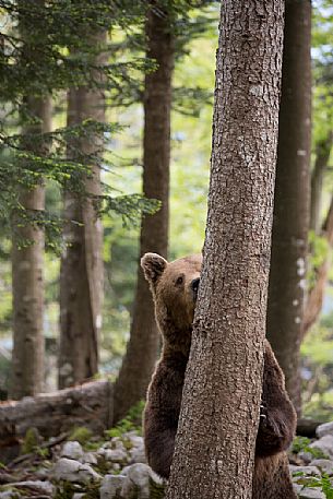 Portrait of brown bear in the slovenian forest, Slovenia, Europe