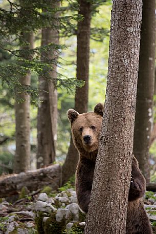 Portrait of brown bear in the slovenian forest, Slovenia, Europe Portrait of brown bear in the slovenian forest, Slovenia, Europe